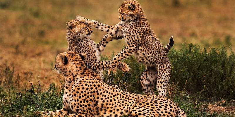 3 Day Tanzania Lodge Safari Tarangire and Ngorongoro Crater