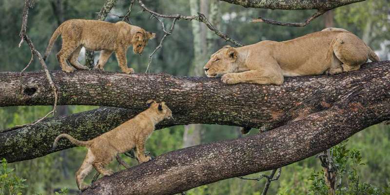 4 Days Tarangire Ngorongoro Crater and Manyara Lodge Safari
