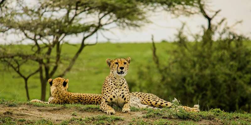5 Days Tanzania Lodge Safari Lake Manyara, Serengeti