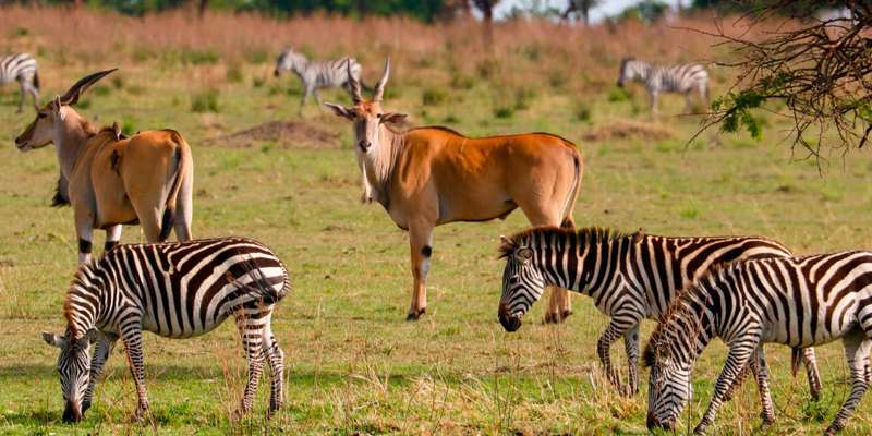 6 Days Tanzania Lodge Safari Tarangire Serengeti Ngorongoro Crater and Lake Manyara