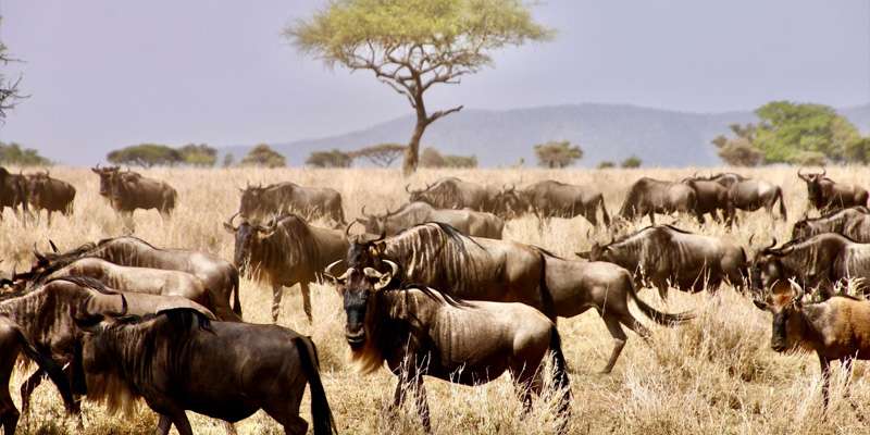 8 Days Tanzania Lodge Safari Wildebeest Migration Tour