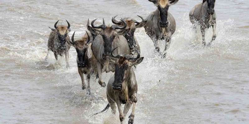 8 Days Tanzania Luxury Safari Great Migration and Mara River Crossing